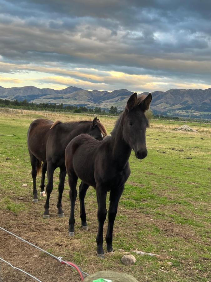 Sherwood Ranch Cottages - 403 Woodbank Road Hanmer Springs Zewnętrze zdjęcie